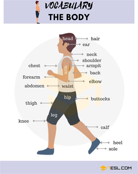 body in inglese|body dictionary.